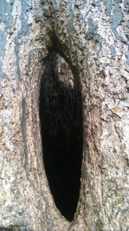 Arbre O.jpg