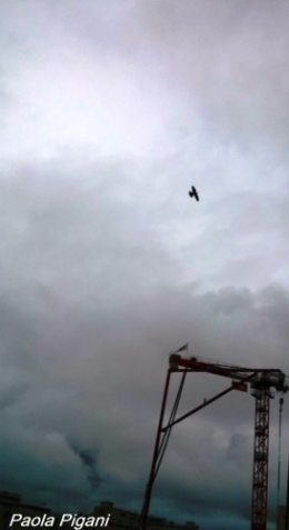 Oiseau grue.jpg
