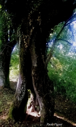 Arbre qui voit le jour.jpg