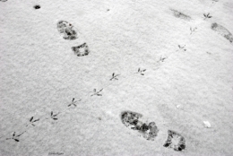 neige.jpg