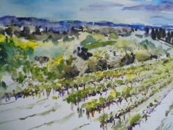 vineyards, vignes