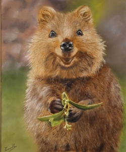 Quokka