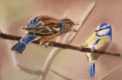 Querell d'oiseaux