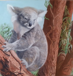 Koala