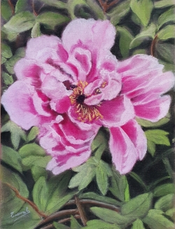 Parc floral - Pivoine