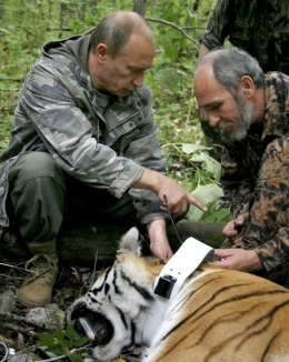 bobard,poutine,tigre