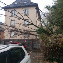 #24 Arbre oct2025 chute.jpg