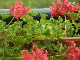 Géranium mouillé.JPG