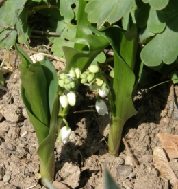 Muguet 10042017 (1).JPG