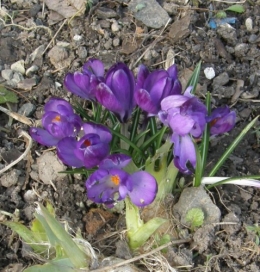 05 mars 2014 (1).JPG