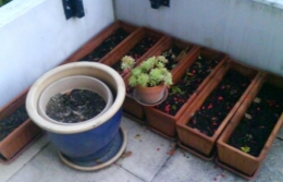 terrasse novembre 2011.JPG