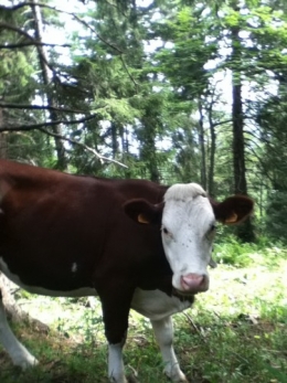 Faune locale.JPG
