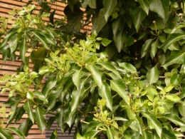 09 mai 2013 (2).JPG