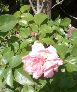 15 mai 2017.jpg