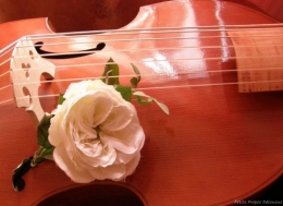 viole de gambe et rose 1.JPG
