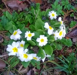 11 mars 2019 (3).jpg