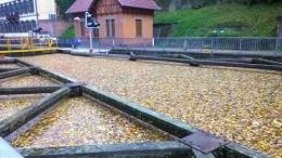 Tapis de feuilles.jpg