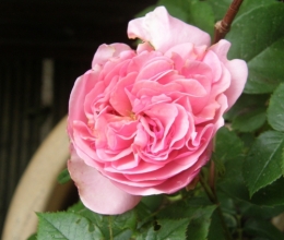 12 mai 2015 (1).JPG