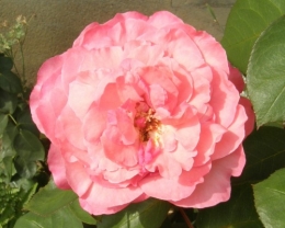 Rose Maillard 2011.JPG