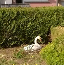 13 avril 2017 oeufs de cygne (1).jpg