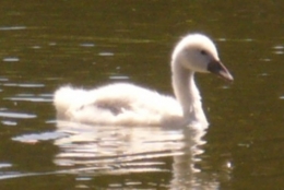 06 juin 2013 Famille Cygne (4).JPG