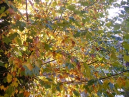 8 novembre (1).JPG