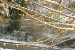 13 mars 2013  (3).JPG
