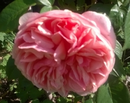 21 mai 2018 (2).jpg