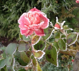 Rose gelée  décembre 2016 (1).jpg