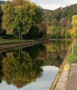 #44 Arbre en automne 20261013.jpg