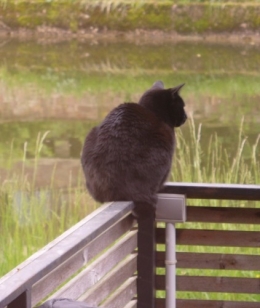 15 mai 2013 Merlin le chat.JPG