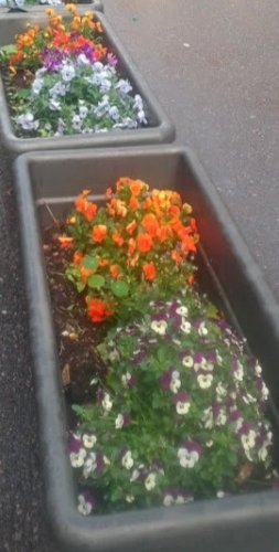 2023 05 Fleurs dans la ville.jpg