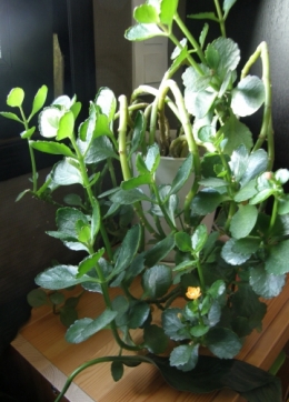 Plantes 21082015 (3).JPG