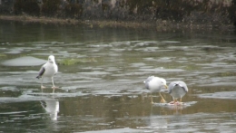 06 mars 2013 J'ai invité des copines ! Mouettes  (3).JPG