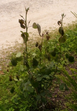 3 juin 2013.JPG