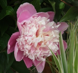 30 mai 2015 (4).JPG