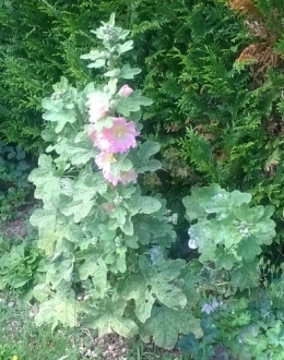18 juin 2018 (2).jpg