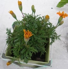 terrasse,plantes