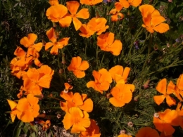 14 mai 2014 (7).JPG