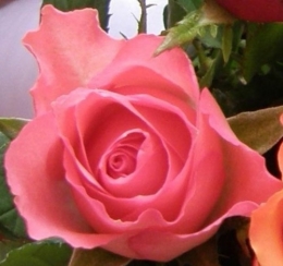 rose.jpg