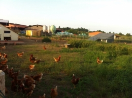 AMAP ferme poules.jpg