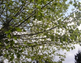 28 avril 2015.JPG