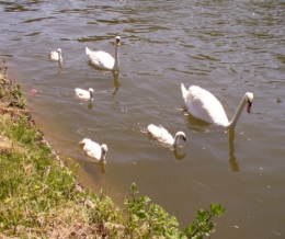 06 juin 2013 Famille Cygne (6).JPG