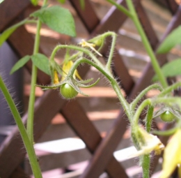 20 juin 2014 tomates (1).JPG