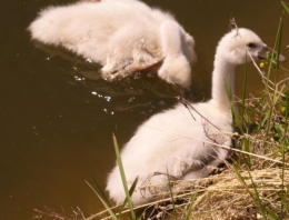 06 juin 2013 Famille Cygne (8).JPG