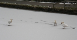 #8 Il y a 10 ans, cygnes sur le canal 24022013.JPG