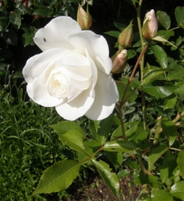 30 mai 2015 (1).JPG