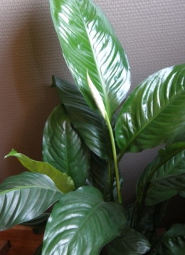 Plantes 21082015 (2).JPG