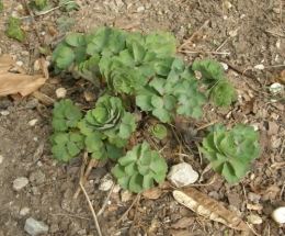 21 mars 2015 (3).JPG