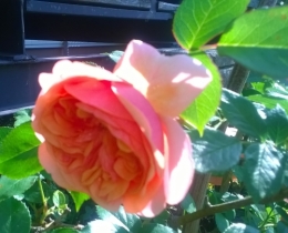 21 mai 2018 (3).jpg